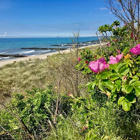 Straminke 4b Strandlaeufer * Zingst